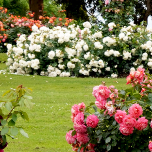 Make Your Neighbors Jealous: 5 Fast-Track Easter Garden Hacks - SeeSii